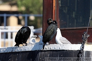 Phalacrocorax capensis - Kapinmerimetso