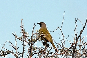 Telophorus zeylonus - Keltakulmalepinkainen