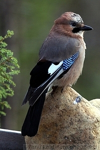 Garrulus glandarius - Narhi
