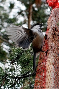 Parus cinctus - Lapintiainen
