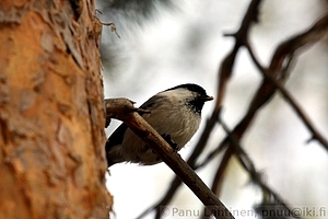 Parus montanus - Homotiainen 1