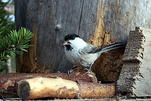 Parus montanus - Homotiainen 2