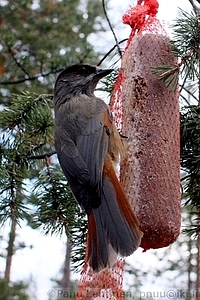 Perisoreus infaustus - Kuukkeli