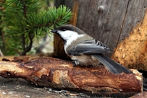 Parus cinctus - Lapintiainen