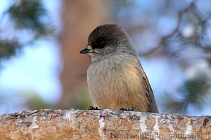 Perisoreus infaustus - Kuukkeli