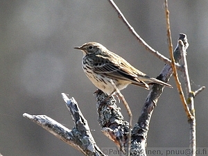 Anthus pratensis - Niittykirvinen