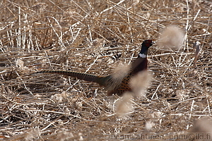 Phasianus colchicus - Fasaani