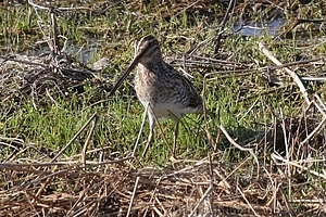 Gallinago gallinago - Taivaanvuohi 1