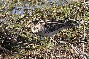 Gallinago gallinago - Taivaanvuohi 2