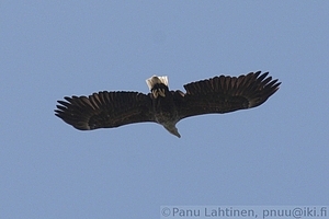Haliaeetus albicilla - Merikotka