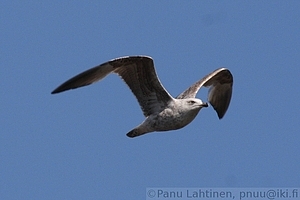 Larus argentatus - Harmaalokki
