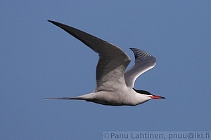 Sterna hirundo - Kalatiira