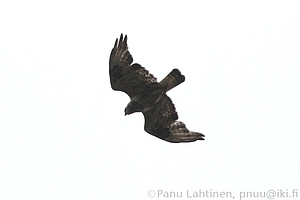 Buteo lagopus - Piekana 1