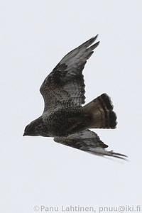Buteo lagopus - Piekana 2