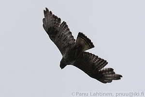 Buteo lagopus - Piekana 3