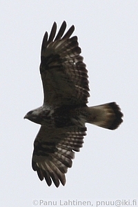 Buteo lagopus - Piekana 4