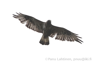 Buteo lagopus - Piekana 5