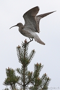 Numenius phaeopus - Pikkukuovi 1