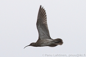 Numenius phaeopus - Pikkukuovi 2