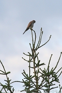 Falco tinnunculus - Tuulihaukka 1