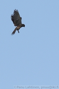Falco tinnunculus - Tuulihaukka 2