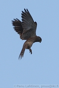 Falco tinnunculus - Tuulihaukka 4