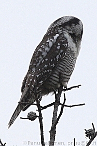 Surnia ulula - Hiiripollo 1