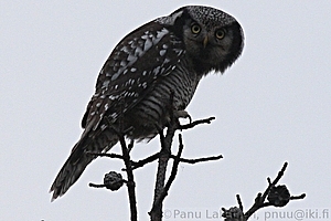 Surnia ulula - Hiiripollo 4
