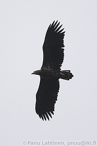 Haliaeetus albicilla - Merikotka 1