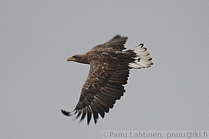 Haliaeetus albicilla - Merikotka 2