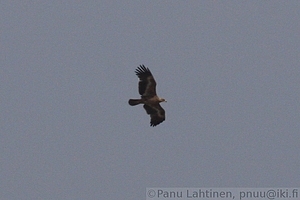 Aquila nipalensis - Arokotka 1
