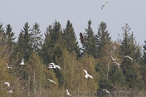 Aquila nipalensis - Arokotka 2