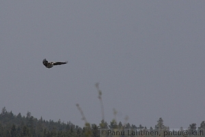 Pandion haliaetus - Kalasaaksi 1