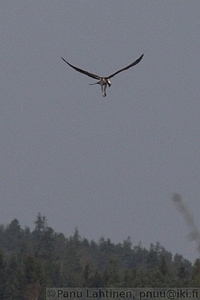 Pandion haliaetus - Kalasaaksi 2