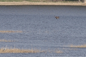 Pandion haliaetus - Kalasaaksi 3