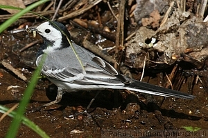 Motacilla alba - Vastarakki 1