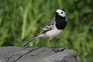 Motacilla alba - Vastarakki 2