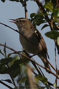 Acrocephalus schoenobaenus - Ruokokerttunen 1