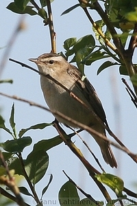 Acrocephalus schoenobaenus - Ruokokerttunen 2