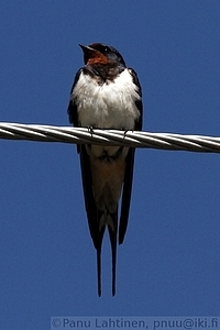 Hirundo rustica - Haarapaasky