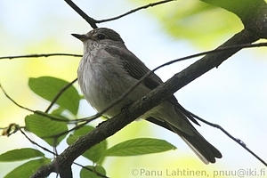 Muscicapa striata - Harmaasieppo