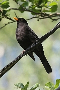 Turdus merula - Mustarastas