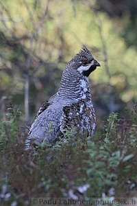 Bonasa bonasia - Pyy 1
