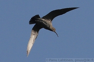 Numenius phaeopus - Pikkukuovi