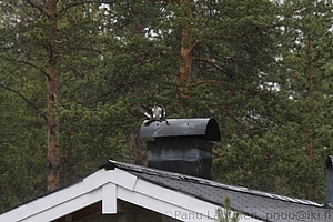 Telkka 1