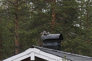 Telkka 2
