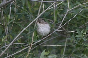 Acrocephalus palustris - Luhtakerttunen 1
