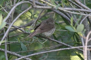 Acrocephalus palustris - Luhtakerttunen 2