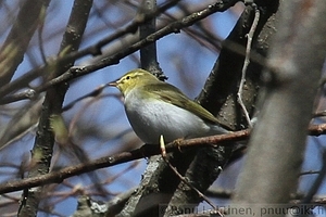 Phylloscopus sibilatrix - Sirittaja