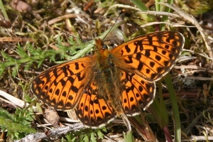 Boloria euphrosyne